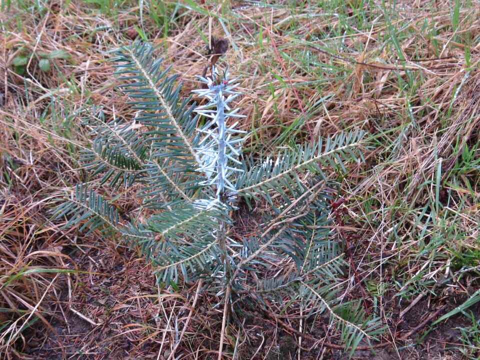 Trwa "malowanie" lasu
