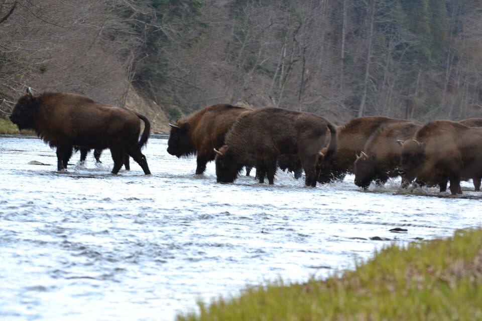 Bieszczadzkie żubry policzone