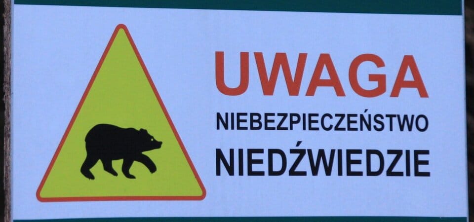 Zgoda na odstrzelenie niedźwiedzi w gminie Cisna