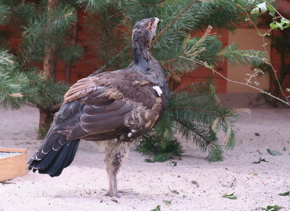 Głuszce z Leżajska trafiły do lasów