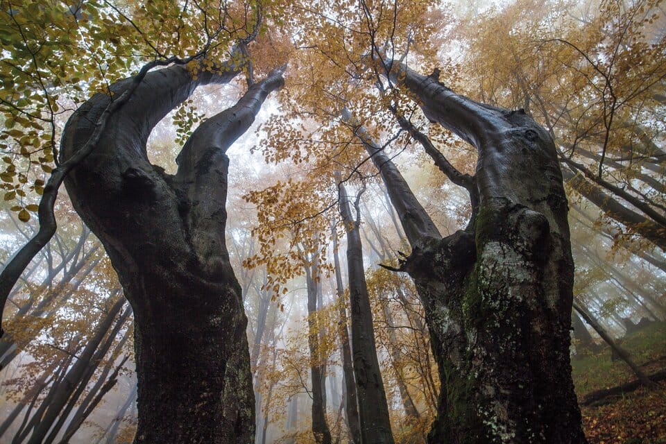 Bukowe skarby w Bieszczadach