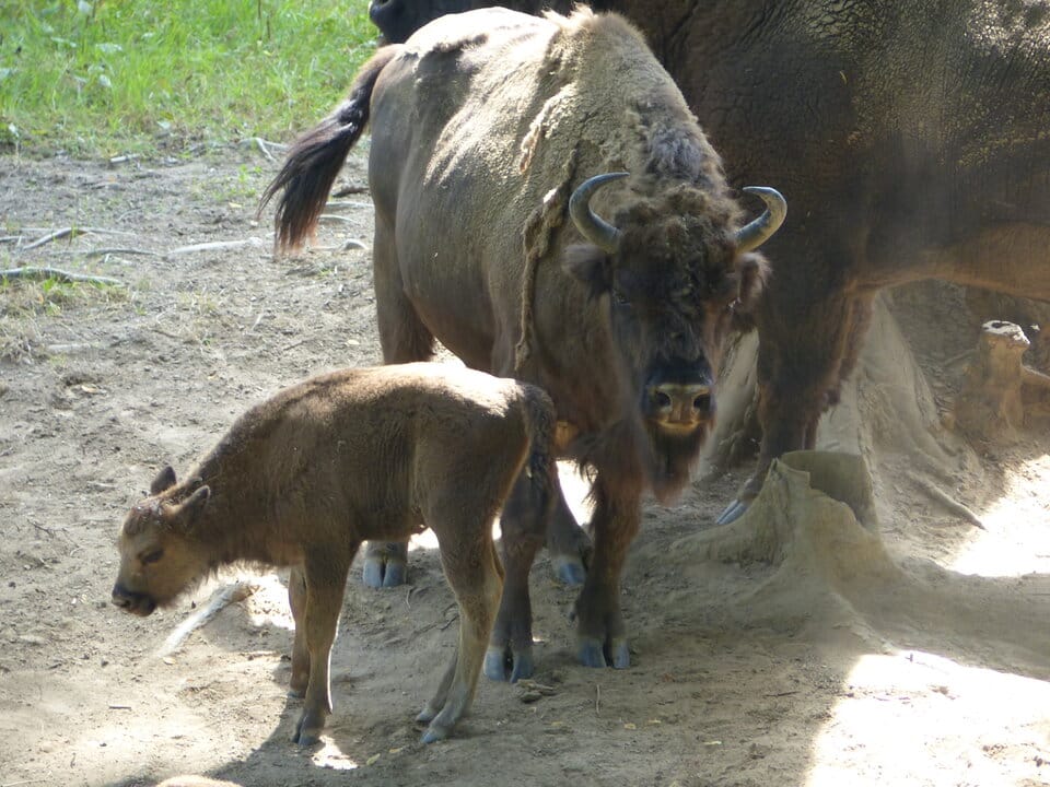 Podejrzenie gruźlicy u żubrów
