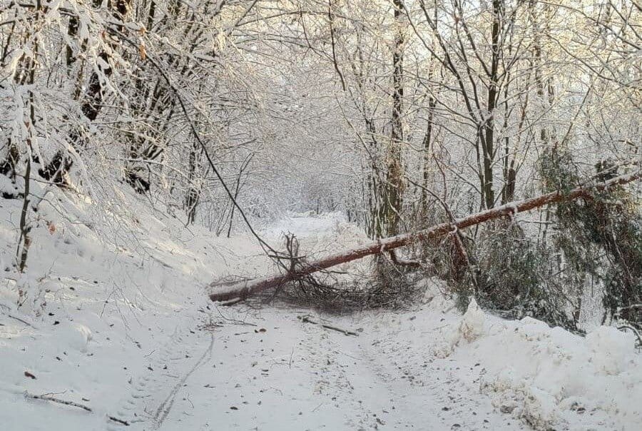 Oszacowano szkody w lasach po listopadowych opadach śniegu