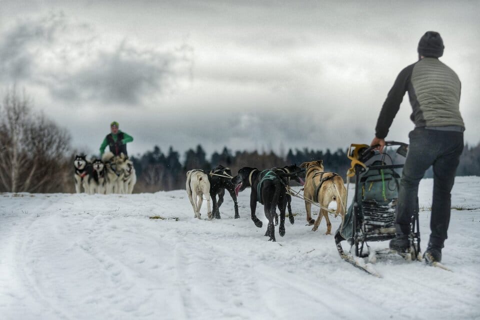 Zmagania psich zaprzęgów w Lutowiskach