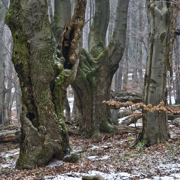 Lasy bukowe na liście UNESCO. Rozmowy o buczynach – tych bliższych i tych dalszych