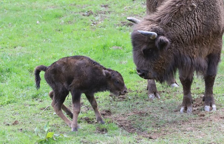 Młode żubry w zagrodzie pokazowej