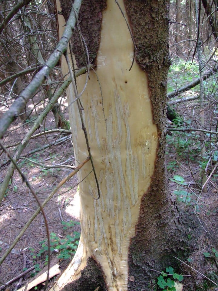 Niedźwiedzia "przysługa"