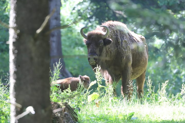 Czwarte narodziny w żubrzej zagrodzie