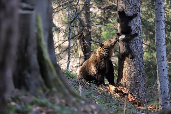 „Spokojny niedźwiedź – bezpieczny człowiek” – spotkanie Zespołu Wsparcia Terenowego