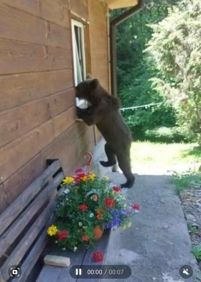 Zespół do spraw niedźwiedzi już działa