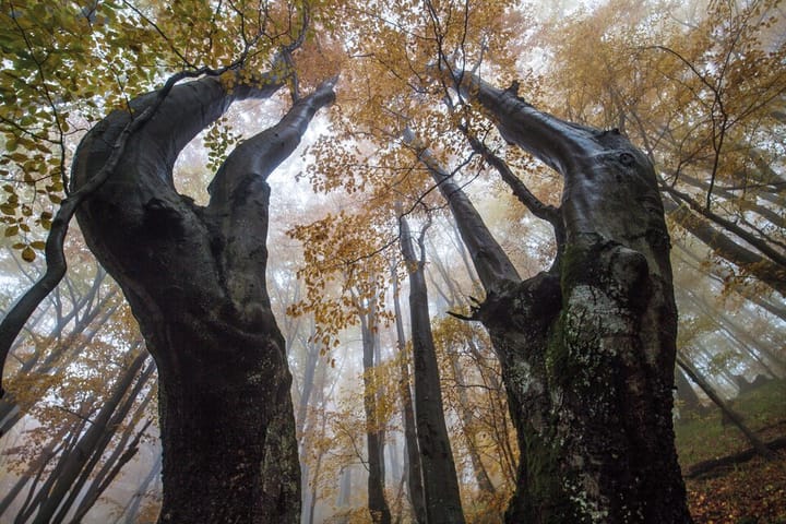 Bukowe skarby w Bieszczadach