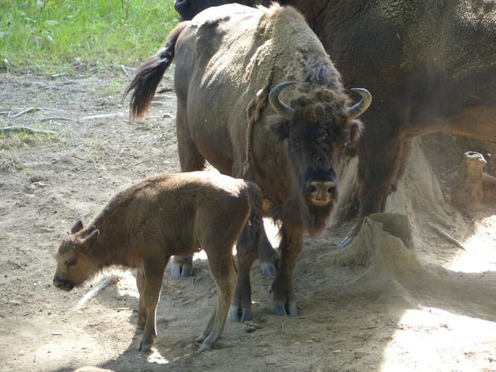 Podejrzenie gruźlicy u żubrów
