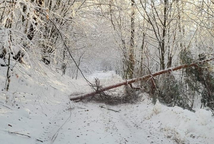 Oszacowano szkody w lasach po listopadowych opadach śniegu