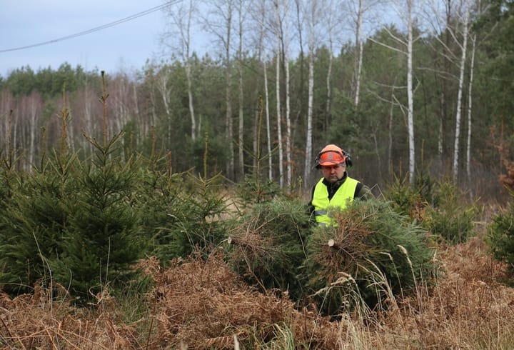 Ruszyła sprzedaż choinek w Nadleśnictwie Ustrzyki Dolne