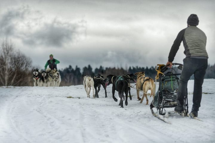 Zmagania psich zaprzęgów w Lutowiskach